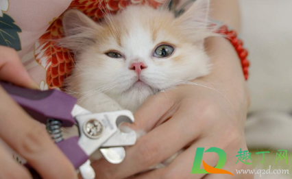 猫指甲剪出血会自愈吗
