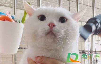 猫指甲剪出血会自愈吗