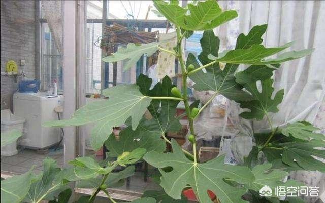 前几年栽了两棵无花果,每到冬天都冻死了,第二年春天很晚才发芽,冬天该如何管理?