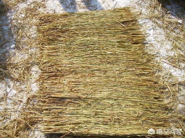 前几年栽了两棵无花果,每到冬天都冻死了,第二年春天很晚才发芽,冬天该如何管理?