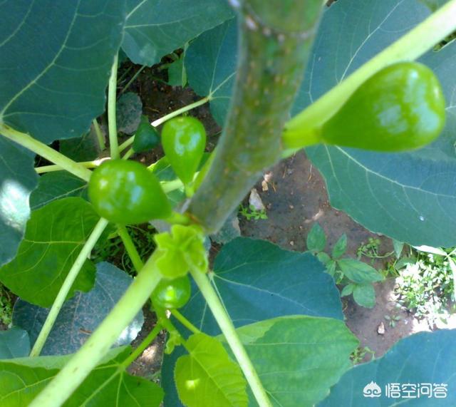 前几年栽了两棵无花果,每到冬天都冻死了,第二年春天很晚才发芽,冬天该如何管理?