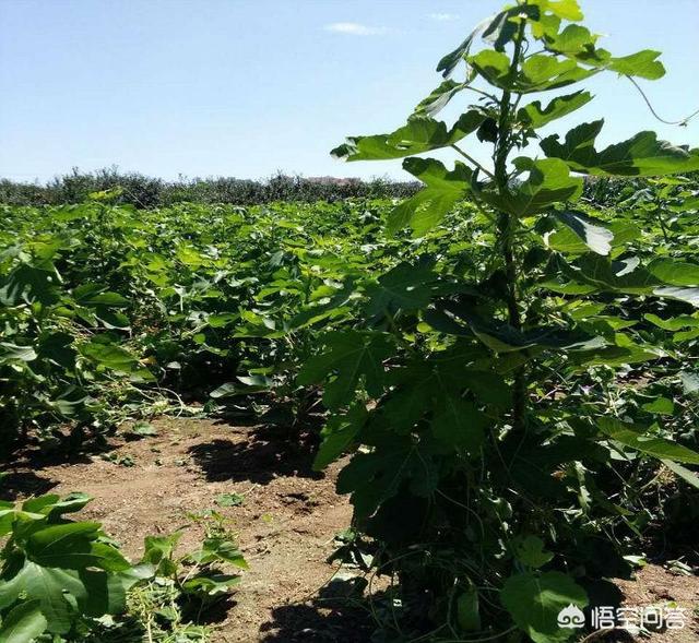 前几年栽了两棵无花果,每到冬天都冻死了,第二年春天很晚才发芽,冬天该如何管理?