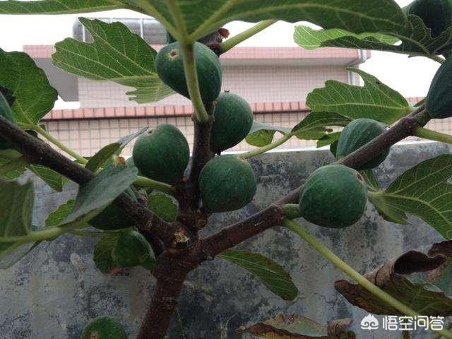 前几年栽了两棵无花果,每到冬天都冻死了,第二年春天很晚才发芽,冬天该如何管理?