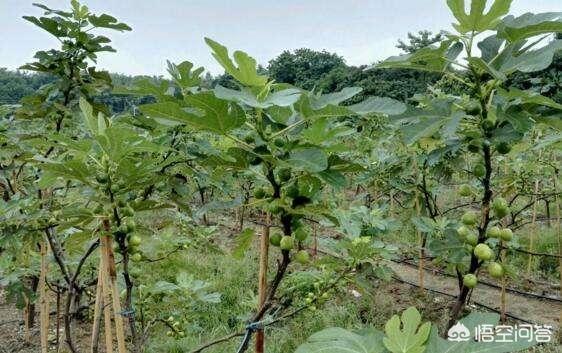 前几年栽了两棵无花果,每到冬天都冻死了,第二年春天很晚才发芽,冬天该如何管理?