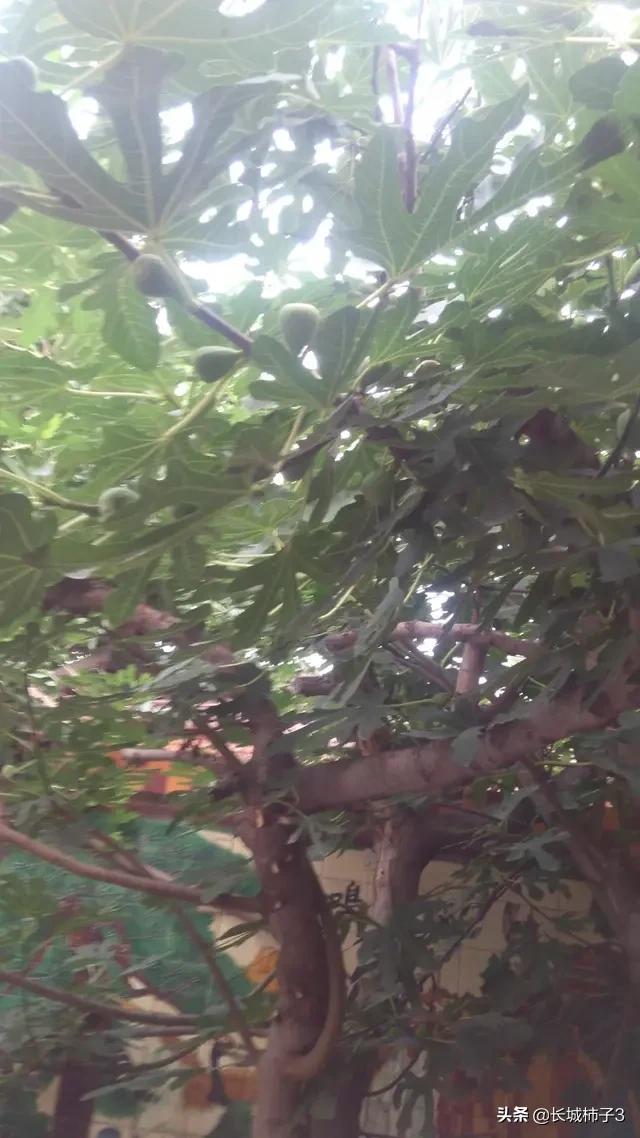前几年栽了两棵无花果,每到冬天都冻死了,第二年春天很晚才发芽,冬天该如何管理?