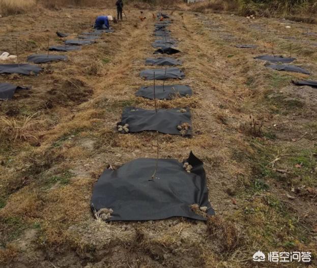 前几年栽了两棵无花果,每到冬天都冻死了,第二年春天很晚才发芽,冬天该如何管理?