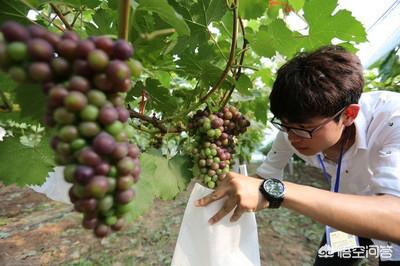 葡萄施肥方法有哪些?