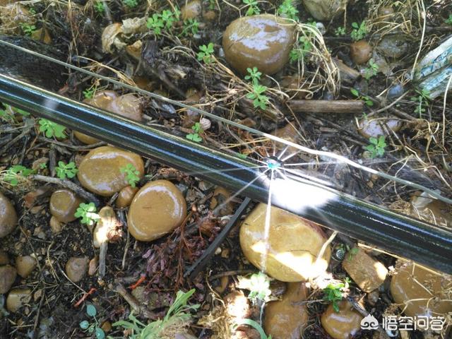 葡萄施肥方法有哪些?