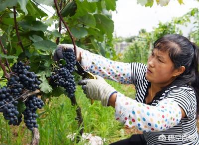 葡萄施肥方法有哪些?