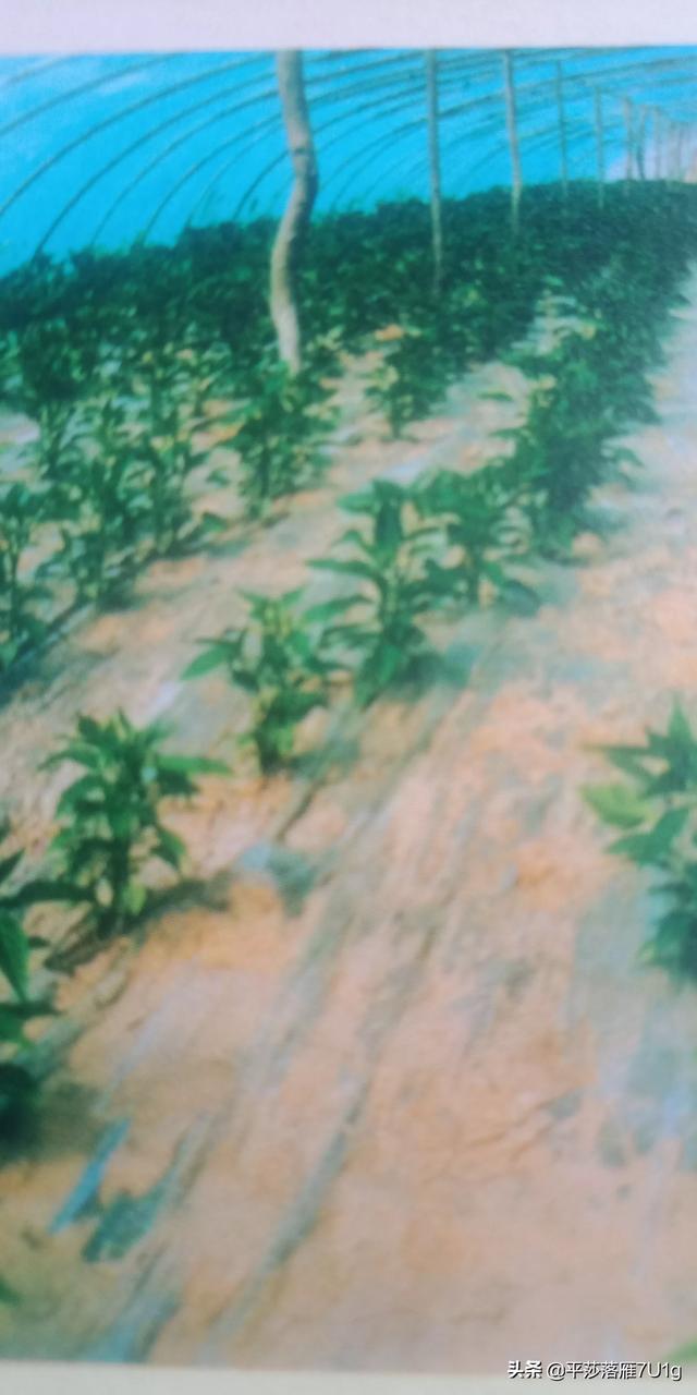化肥施用后几天能被吸收,怎样提高利用率?