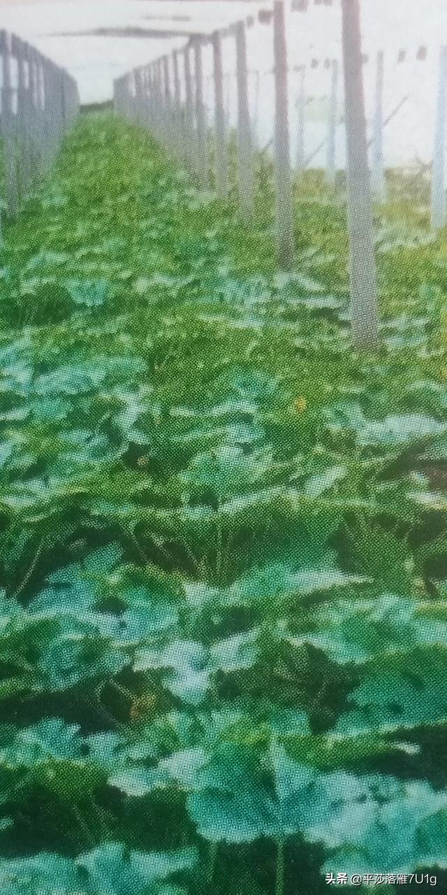 化肥施用后几天能被吸收,怎样提高利用率?