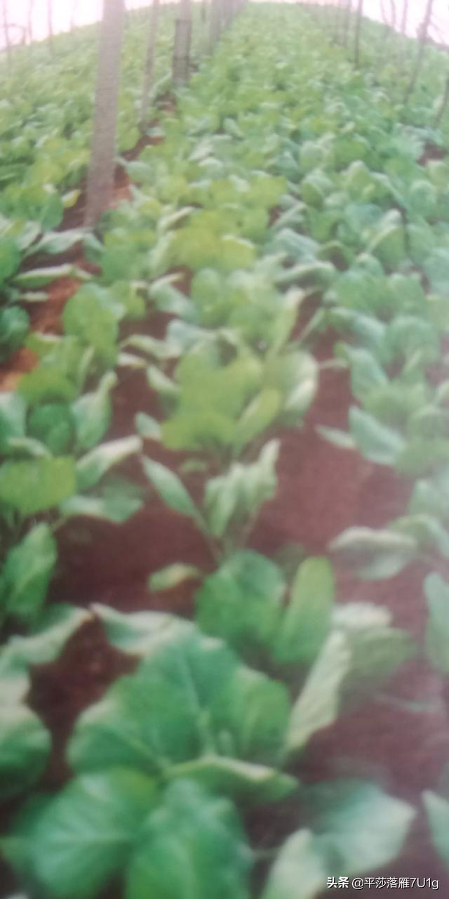 化肥施用后几天能被吸收,怎样提高利用率?