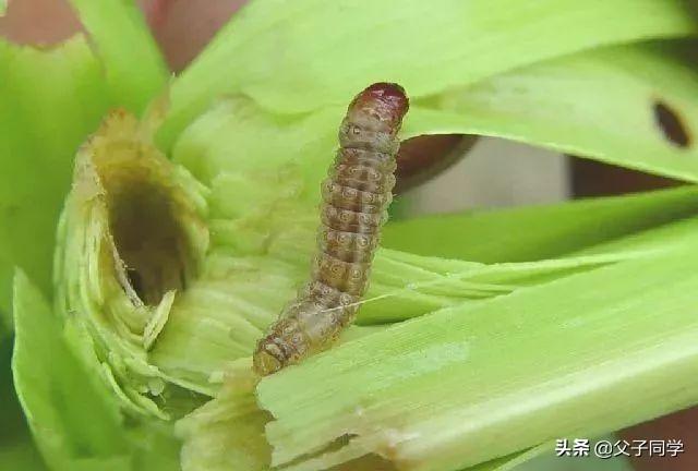 杀螟虫用什么药好?