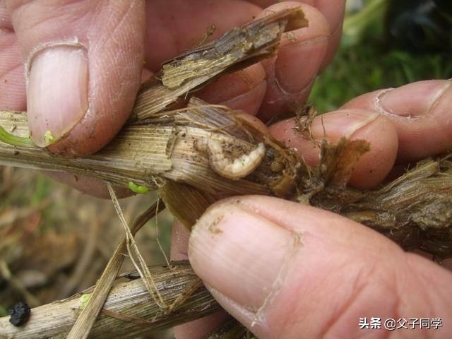 杀螟虫用什么药好?
