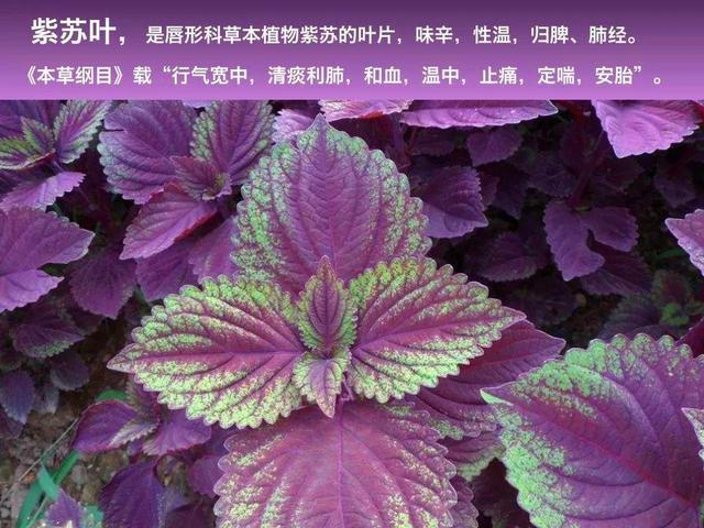 为什么紫苏在我国古代被称为“荏苒”？
