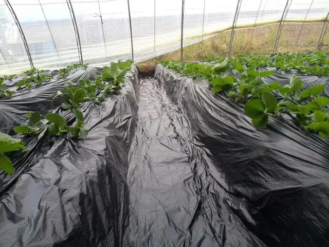 草莓苗该如何定植和管理?