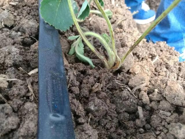 草莓苗该如何定植和管理?