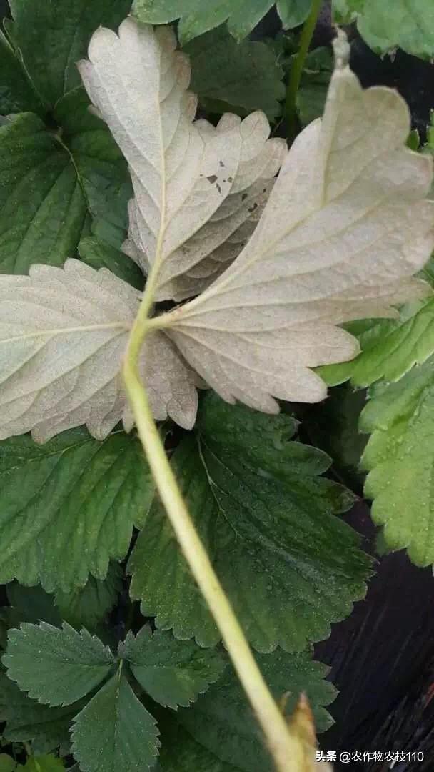 草莓苗该如何定植和管理?