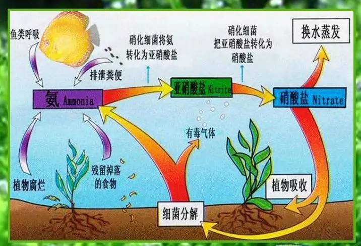金鱼为什么养单不养双 养金鱼多久换一次水