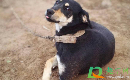 中华田园犬禁养取消了吗
