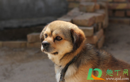 中华田园犬禁养取消了吗