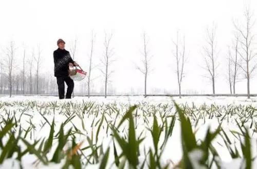 尿素撒地里只下一点雨湿地皮会挥发吗？
