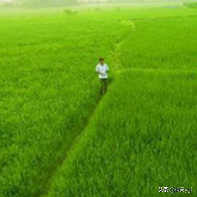 尿素撒地里只下一点雨湿地皮会挥发吗？