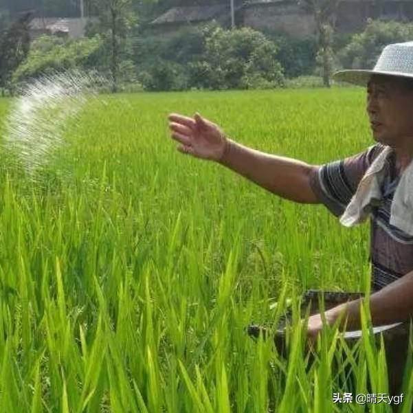 尿素撒地里只下一点雨湿地皮会挥发吗？
