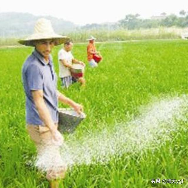 尿素撒地里只下一点雨湿地皮会挥发吗？