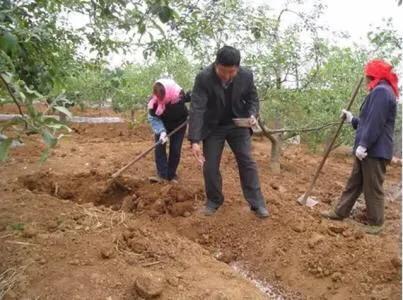 尿素撒地里只下一点雨湿地皮会挥发吗？