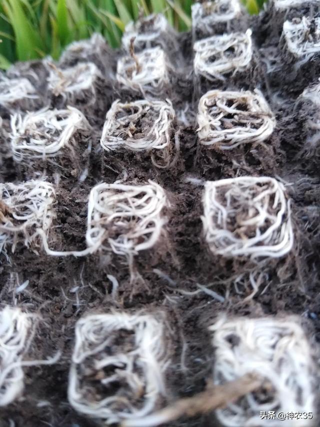 微生物菌肥什么时间用最好?是不是用一次就可以?