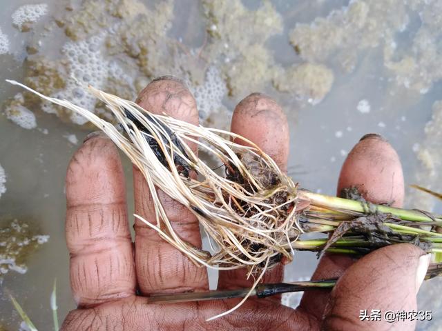 微生物菌肥什么时间用最好?是不是用一次就可以?