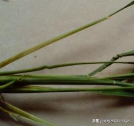 气温在多少度打除草药合适?