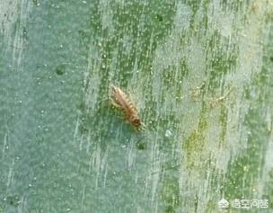 蓟马很难办！请问防治葱蓟马可选用哪些农药？