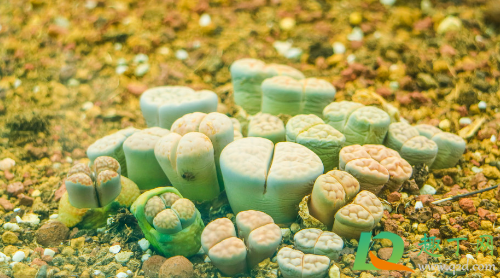 生石花潮土上盆还是干土