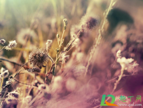 干花可以用玻璃柜放着吗