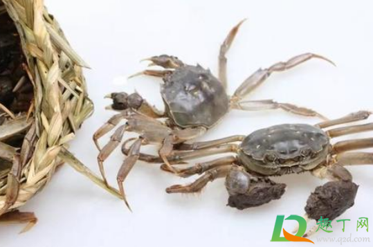 螃蟹不动是死了还是睡觉