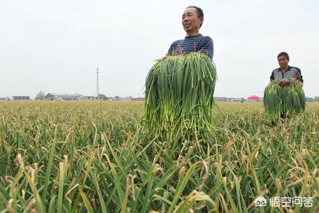 种植大蒜的时候，如果不抽蒜薹会怎么样？