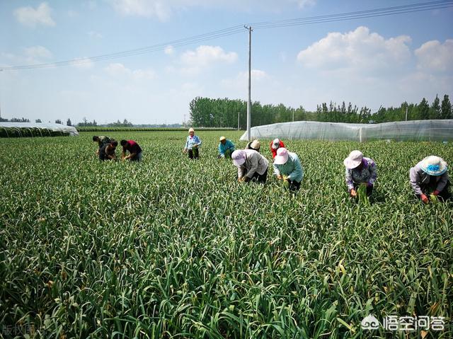 种植大蒜的时候，如果不抽蒜薹会怎么样？
