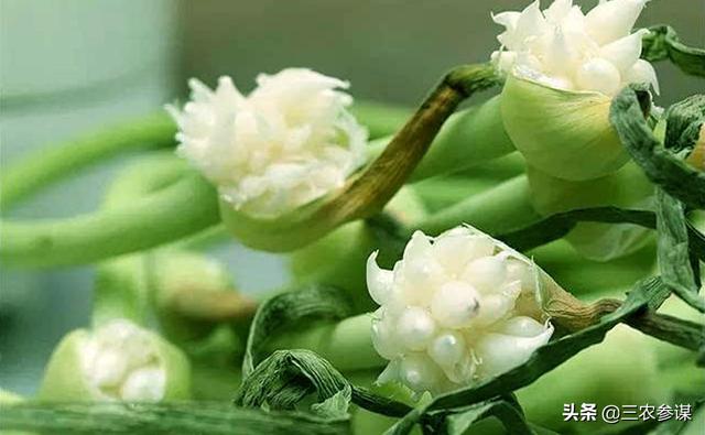 种植大蒜的时候，如果不抽蒜薹会怎么样？