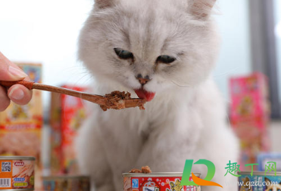 猫除了猫罐头什么都不吃怎么办