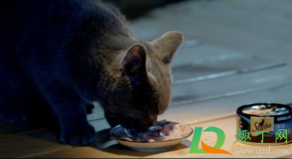 猫除了猫罐头什么都不吃怎么办