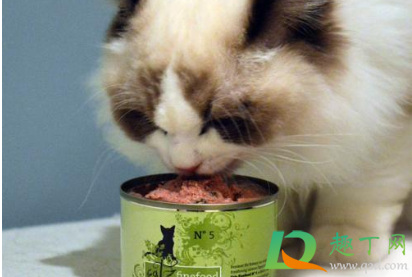 猫除了猫罐头什么都不吃怎么办