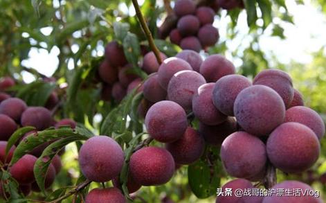 李子树开花期间可不可以喷杀虫药?开花后多久可以喷杀虫药保果?
