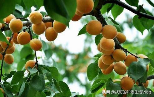 李子树开花期间可不可以喷杀虫药?开花后多久可以喷杀虫药保果?