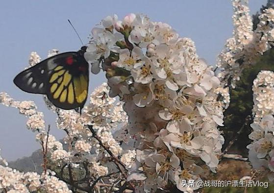 李子树开花期间可不可以喷杀虫药?开花后多久可以喷杀虫药保果?