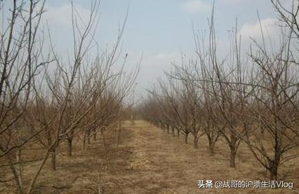 李子树开花期间可不可以喷杀虫药?开花后多久可以喷杀虫药保果?
