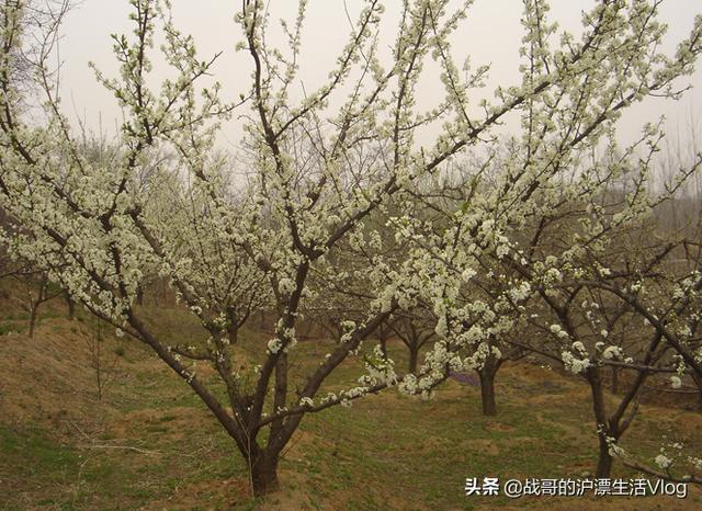 李子树开花期间可不可以喷杀虫药?开花后多久可以喷杀虫药保果?