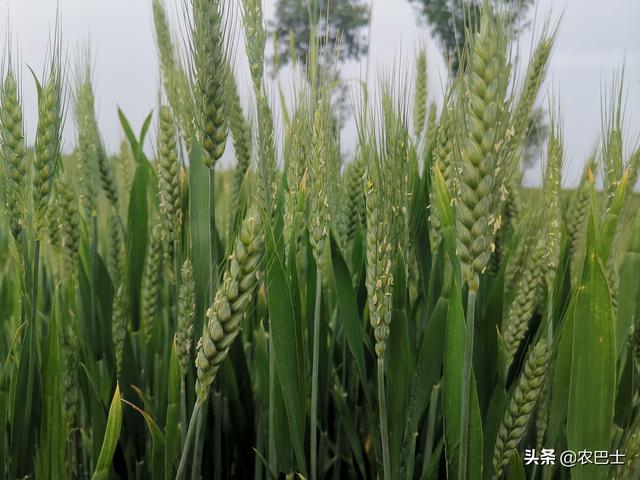 小麦打什么药能高产丰收呢?
