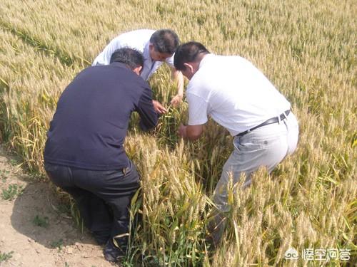 小麦打什么药能高产丰收呢?